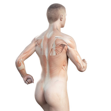 anatomy illustration showing the muscles of a jogger
