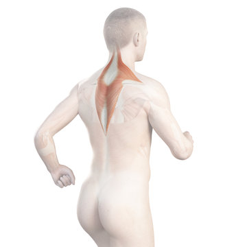 illustration showing the trapezius of a jogger