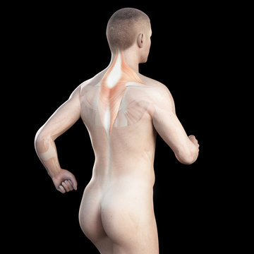illustration showing the trapezius of a jogger