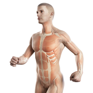 anatomy illustration showing the muscles of a jogger