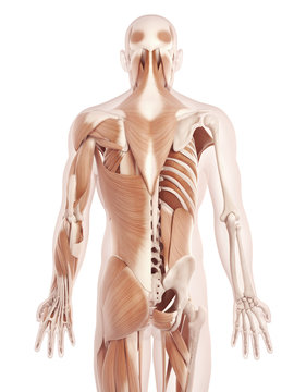 anatomy illustration showing the back muscles
