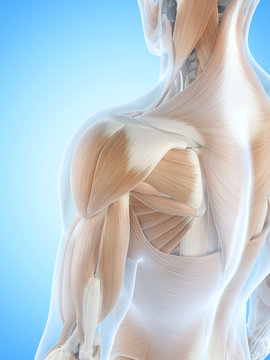 anatomy illustration showing the shoulder muscles