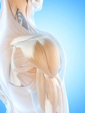 anatomy illustration showing the shoulder muscles