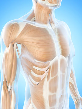 anatomy illustration showing the breast muscles