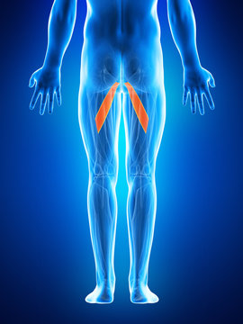 anatomy illustration showing the abductor brevis