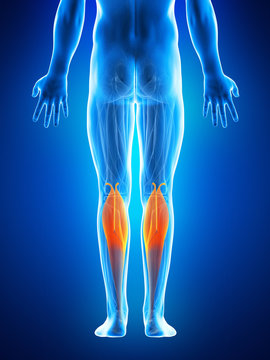 anatomy illustration showing the gastrocnemius