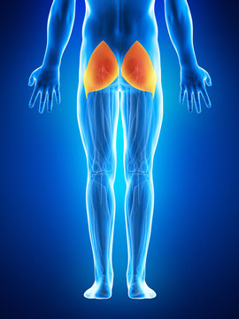 anatomy illustration showing the gluteus maximus