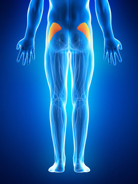 anatomy illustration showing the gluteus minimus