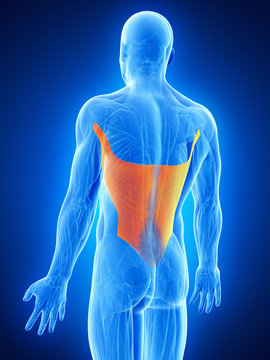 anatomy illustration showing the latissimus dorsi