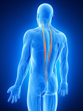 anatomy illustration showing the logissimus thoracis