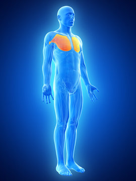 anatomy illustration showing the pectoralis major