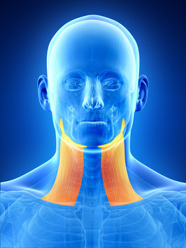 anatomy illustration showing the platysma