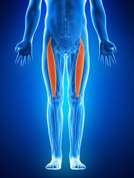 anatomy illustration showing the rectus femoris