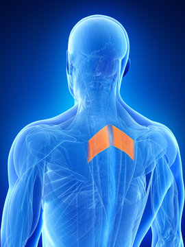 anatomy illustration showing the rhomboid major