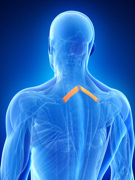 anatomy illustration showing the rhomboid minor