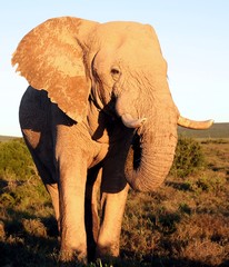 Wall Mural - huge african elephant male