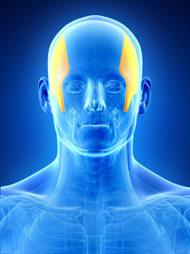 anatomy illustration showing the temporalis