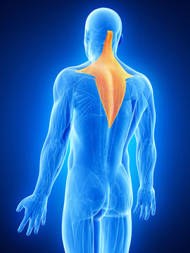 anatomy illustration showing the trapezius