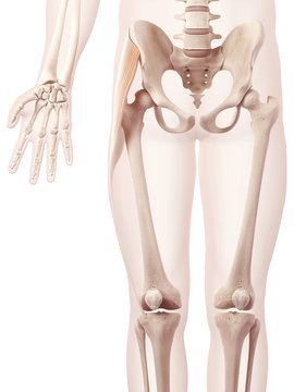 anatomy illustration showing tensior fascia lata