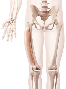 anatomy illustration showing the lateralis