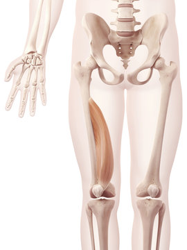 anatomy illustration showing the medialis