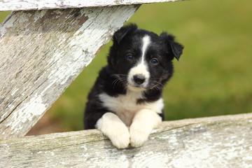 border collie puppy with paws on white rustic fence 2