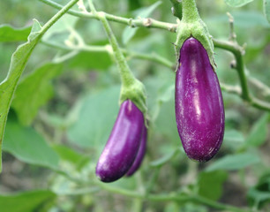 Eggplant garden vegetable