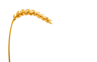 ear of wheat isolated