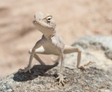 Egyptian Desert Agama Lizard On A Rock
