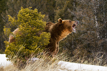 Wall Mural - grizzly bear