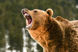 Fototapeta  - Grizzly Bear