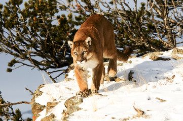 Wall Mural - mountain lion