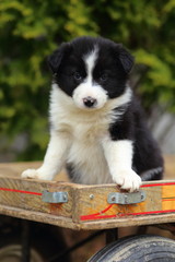 Wall Mural - Border Collie Puppy Sitting on Wagon