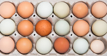 Colorful Chicken Eggs In Tray