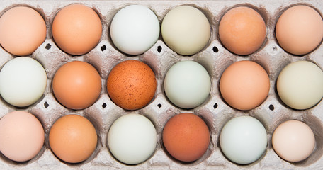 Colorful chicken eggs in tray