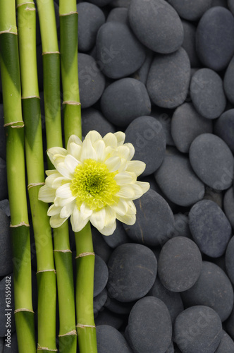 biala-gerbera-i-zielone-bambusy-na-tle-czarnych-kamieni