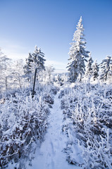 Canvas Print - Footpath in the forest during the winter