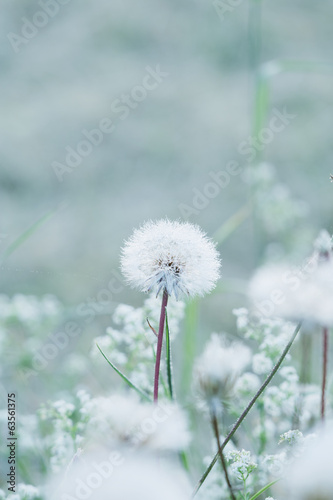 Obraz w ramie Tiny summer dandelion with pastel colors