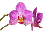 Fototapeta Storczyk - Beautiful orchid on white background