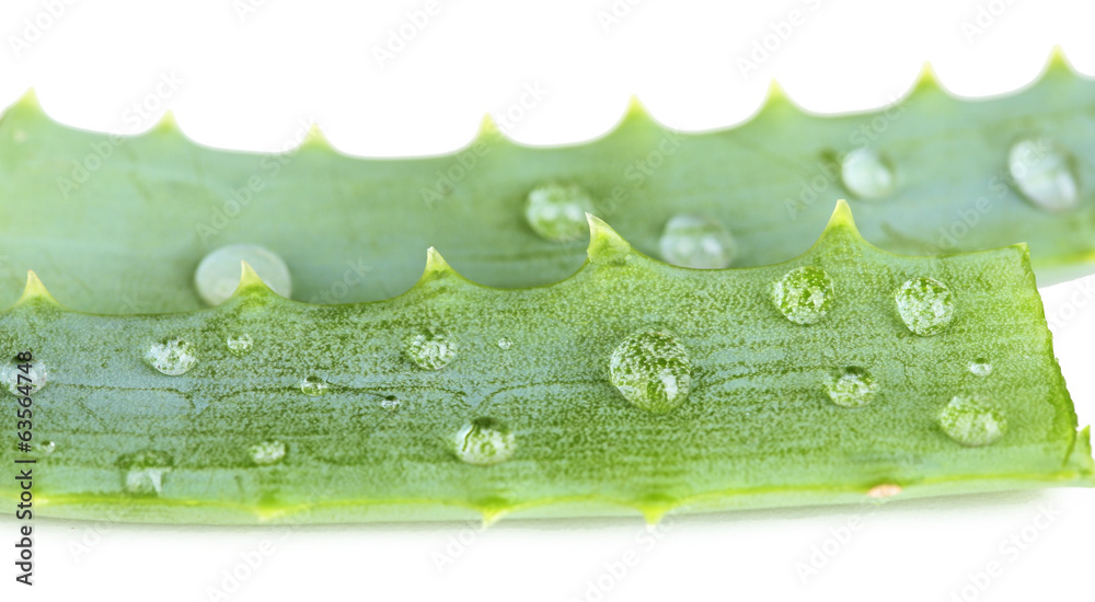 Fresh green aloe leaves with drops, isolated on white