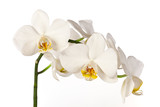 Fototapeta Storczyk - Colored cultivated orchid isolated on white background