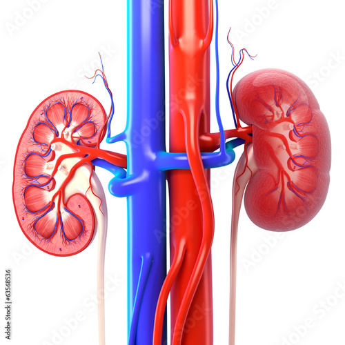 Nowoczesny obraz na płótnie Anatomy of kidney