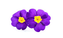 Purple Flowers Primrose,primula.