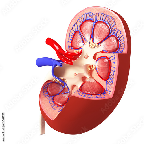 Fototapeta na wymiar Anatomy of kidney cross section