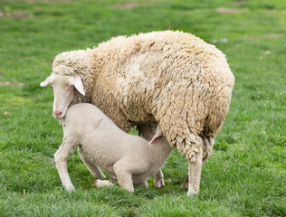 Canvas Print - Wuerttemberg sheep