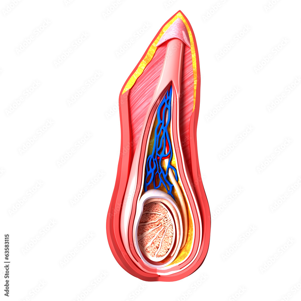 Scrotal Ridge Anatomy of scrotal layer Stock Illustration | Adobe Stock