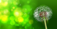 Dandelion On Blurred Green Bokeh Background.