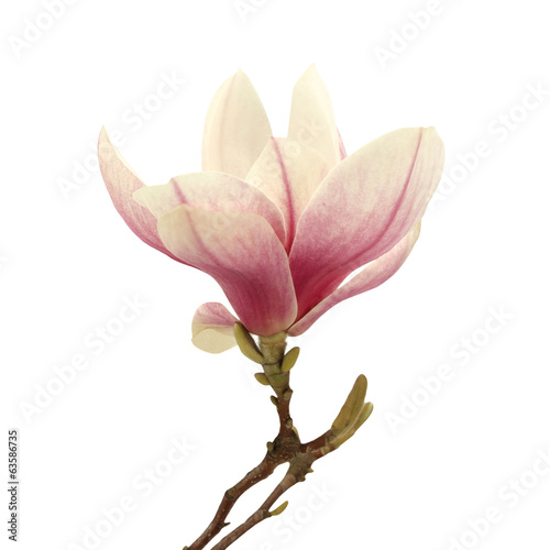 Naklejka na szybę Magnolia