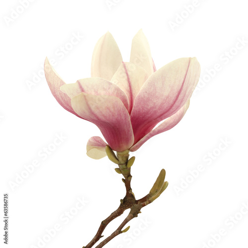 Naklejka dekoracyjna Magnolia