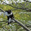 Small adorable kitten on the tree